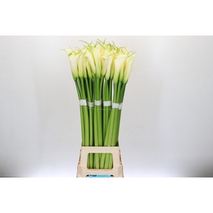 Zantedeschia Eydolls White