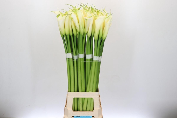 Zantedeschia Eydolls White