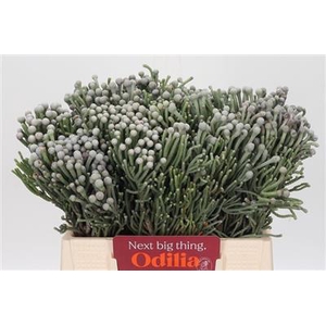 DROOG BRUNIA LAEVIS