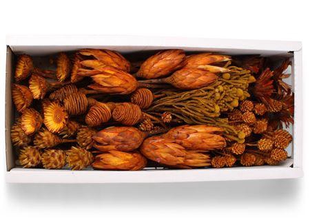 <h4>Exotic Assorti Aspen Gold ( 70 St )</h4>