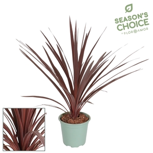Cordyline 'Red Star' 65 - 75 cm