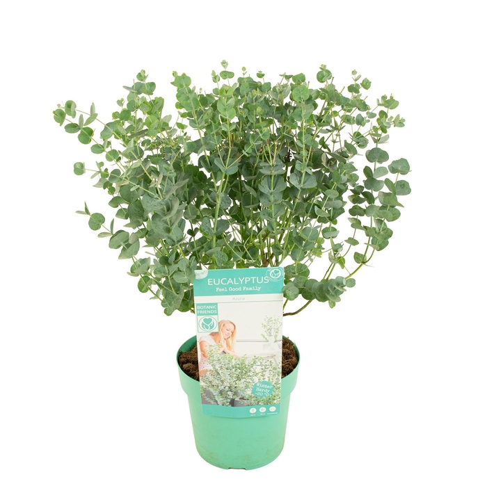 <h4>Eucalyptus gunnii 'Azura'®</h4>