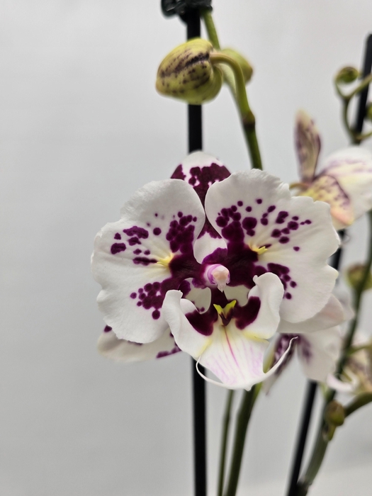 <h4>Limited14week9</h4>