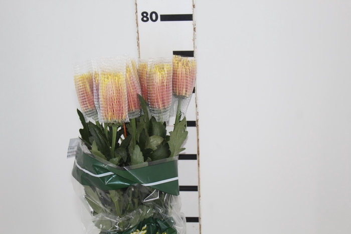 <h4>ANASTASIA CHISPA 080 CM BICOLOR</h4>