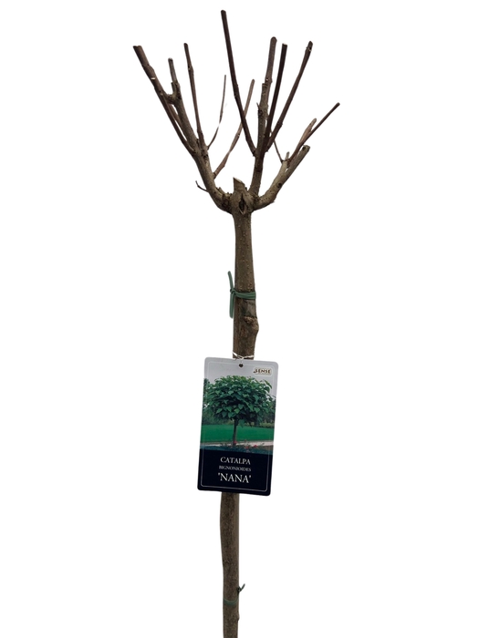 <h4>Catalpa big. 'Nana' stam 100</h4>