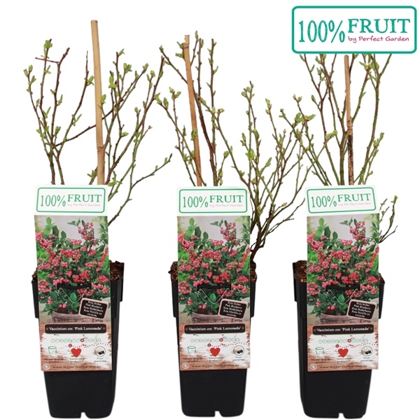 Vaccinium Pink Lemonade® P15 - 100%FRUIT