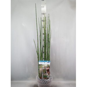 Equisetum hyemale