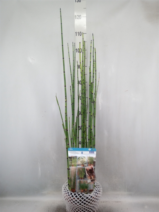 Equisetum hyemale