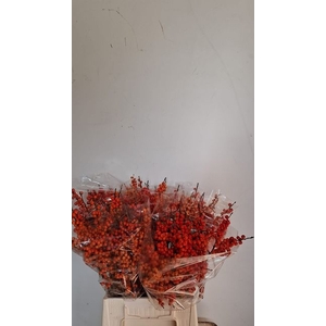 Ilex Orange Glow Drielen
