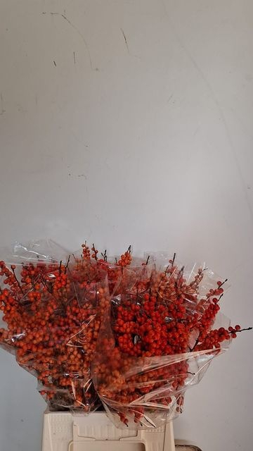 <h4>Ilex Orange Glow Drielen</h4>