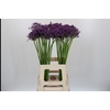 Allium Jackpot