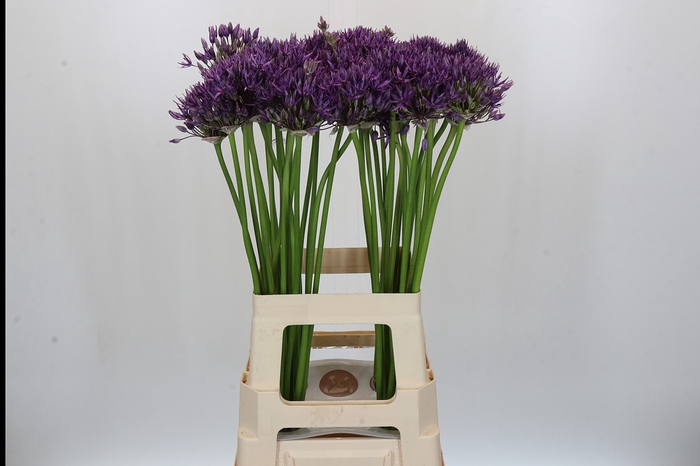 Allium Jackpot