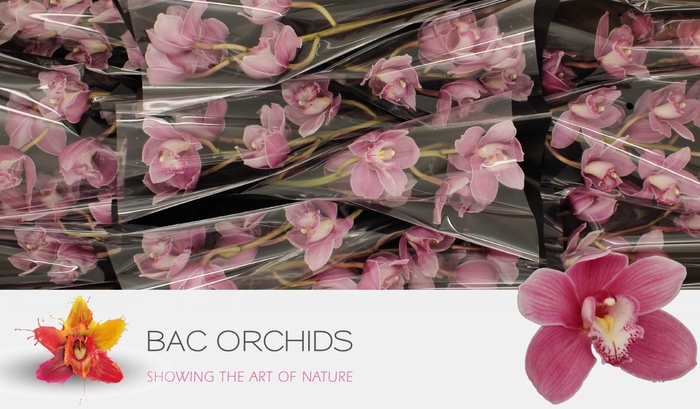 <h4>CYMB T BRAEMAR</h4>