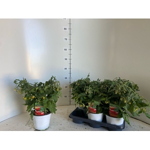 TOMATENPLANTEN