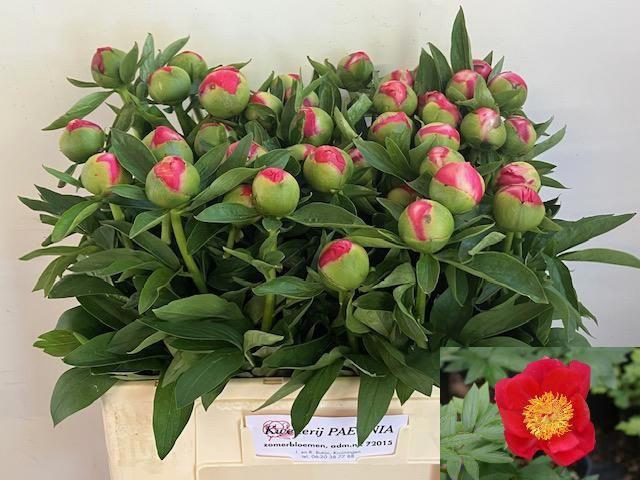 <h4>PAEO L FLAME</h4>