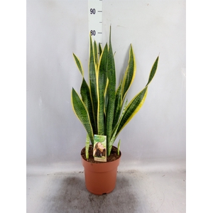 Sansevieria trifa. 'Laurentii'