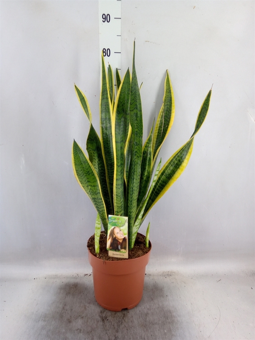 <h4>Sansevieria trifa. 'Laurentii'</h4>