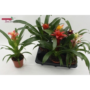 !! PROMO !! GUZMANIA MIX P12