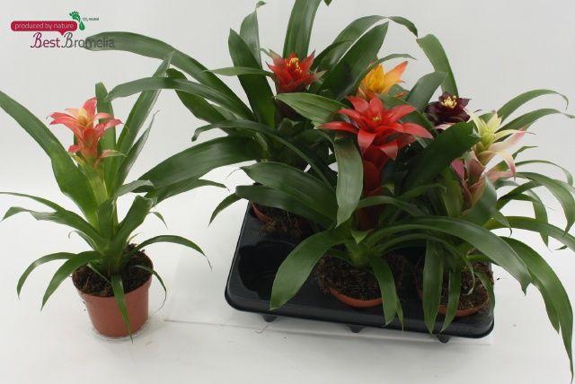 <h4>!! PROMO !! GUZMANIA MIX P12</h4>