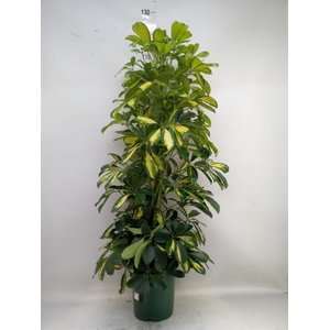 Schefflera arbor. 'Dalton'