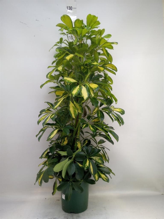 <h4>Schefflera arbor. 'Dalton'</h4>