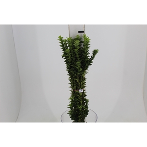 FOLHAGEM PORTUGUESA 070 CM
