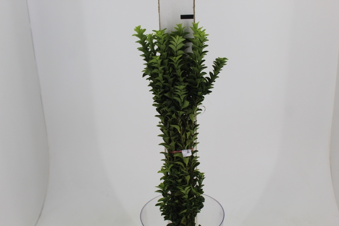 <h4>FOLHAGEM PORTUGUESA 070 CM</h4>