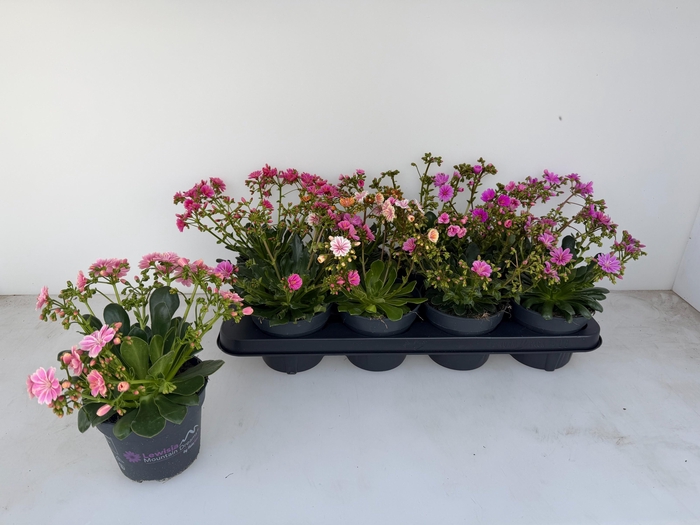 <h4>LEWI MOU DREAMS GEM</h4>