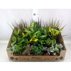 Planten Groen   ...mix 24