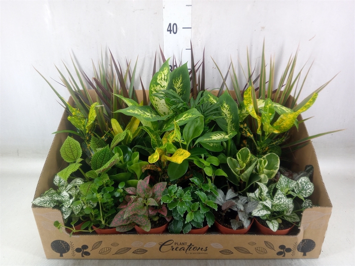 <h4>Planten Groen   ...mix 24</h4>