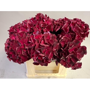 HYDR M MAG DARK RUBY