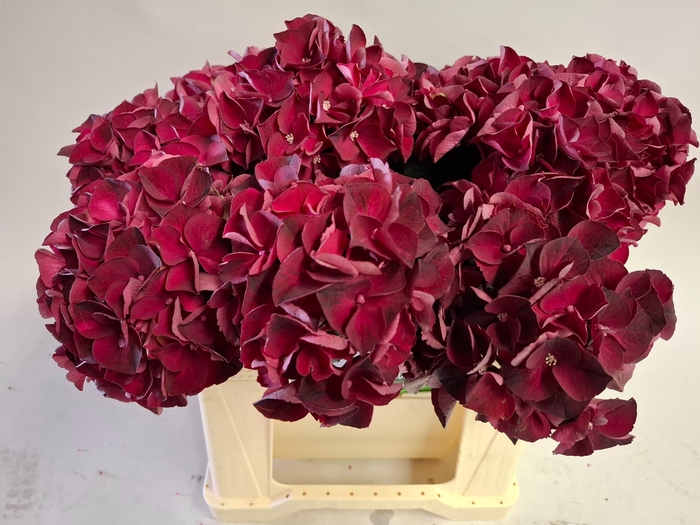 <h4>HYDR M MAG DARK RUBY</h4>