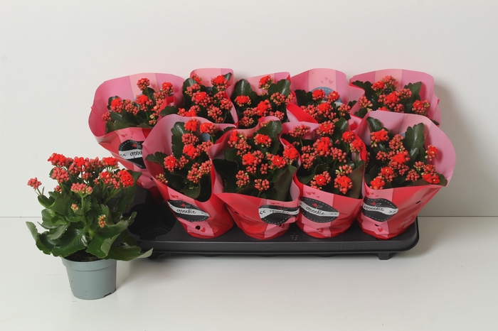 <h4>KAL GE PERFECTA RED</h4>