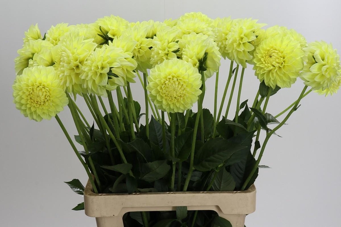 <h4>Dahlia (Decorative Grp) 'Banana Baby'</h4>