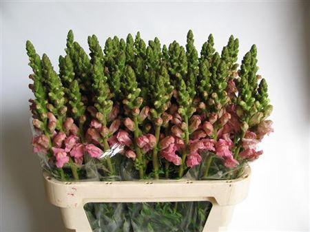 <h4>ANT POTO PINK</h4>