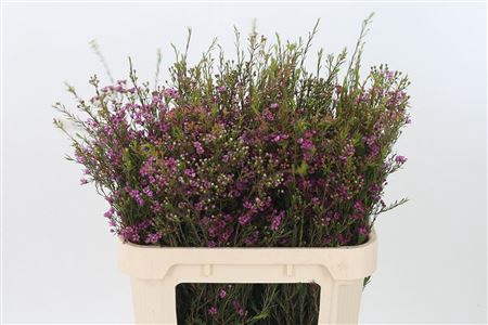 <h4>Chamelaucium Purple Pride</h4>