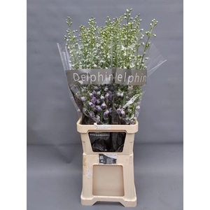 Delph Du C Lavander Shades