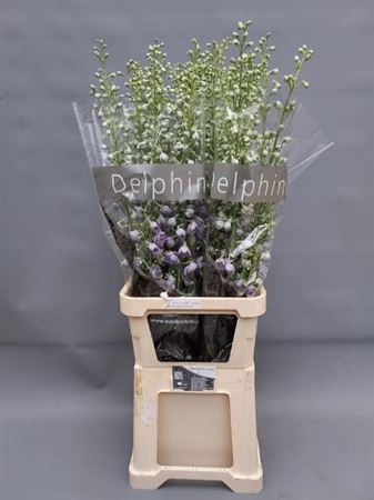 <h4>Delph Du C Lavander Shades</h4>