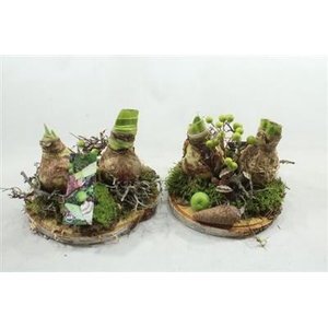 AM85 2 AMAR OP SCHIJF