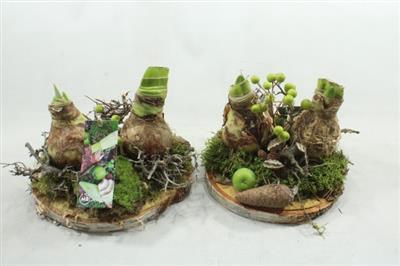 <h4>AM85 2 AMAR OP SCHIJF</h4>