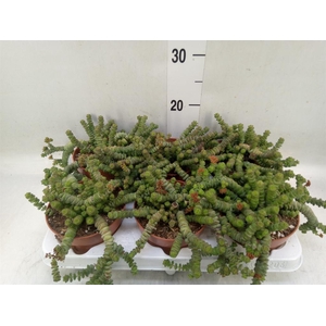 Crassula marnieriana