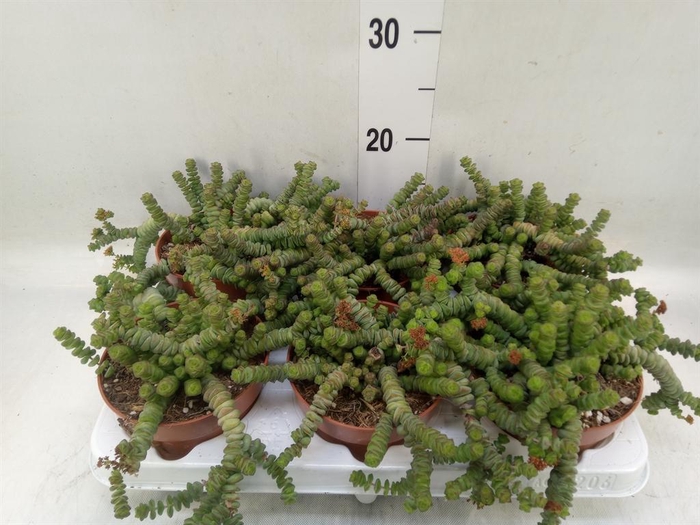 <h4>Crassula marnieriana</h4>