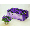 Campanula Porto Longlife