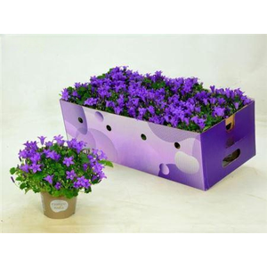 Campanula Porto Longlife