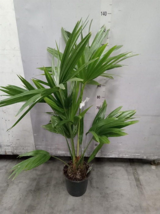 <h4>Palms   ...</h4>