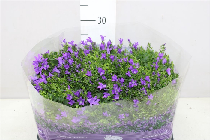 Campanula Port Blueone