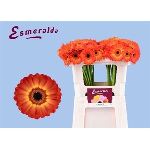 Ge Mi Flamazing 07 CM,(NL),MPS A,(20)