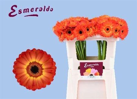 <h4>Ge Mi Flamazing 07 CM,(NL),MPS A,(20)</h4>