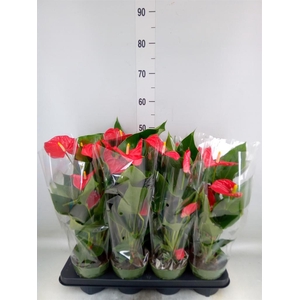 Anthurium andr. 'Madural'