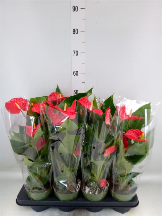 <h4>Anthurium andr. 'Madural'</h4>